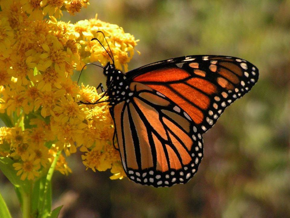 Viaje a la Mariposa 🦋 Monarca, Morelia, Janitzio, Pátzcuaro y Tzintzuntzán