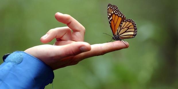 Viaje a la Mariposa 🦋 Monarca, Morelia, Janitzio, Pátzcuaro y Tzintzuntzán