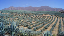 Cargar imagen en el visor de la galería, Tour a Tequila de Puerto Vallarta Jalisco Mexico - Ruta del Tequila