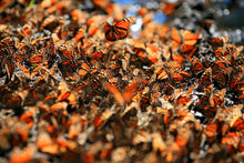 Cargar imagen en el visor de la galería, Viaje a la Mariposa 🦋 Monarca, Morelia, Janitzio, Pátzcuaro y Tzintzuntzán