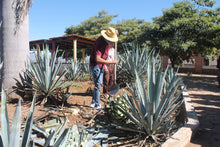 Cargar imagen en el visor de la galería, Tour a Tequila de Puerto Vallarta Jalisco Mexico - Ruta del Tequila