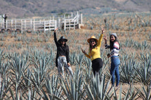 Cargar imagen en el visor de la galería, Tour a Tequila de Puerto Vallarta Jalisco Mexico - Ruta del Tequila